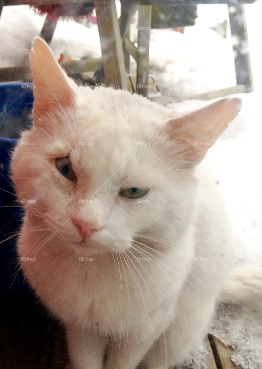 cat cats snow winter by Iphonepic