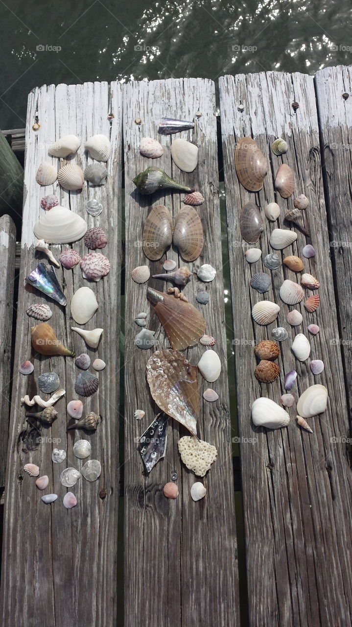 Seashells found and spread on the deck in the sun to dry while scavenging a nearby beach.
