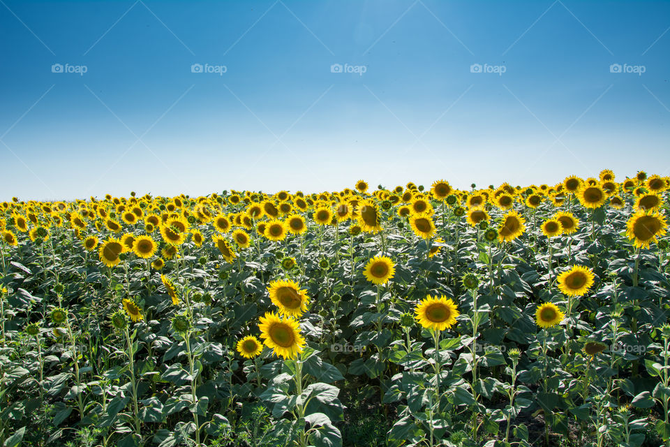 sunflower on a sunflower field besides road in Vojvodina, Serbia