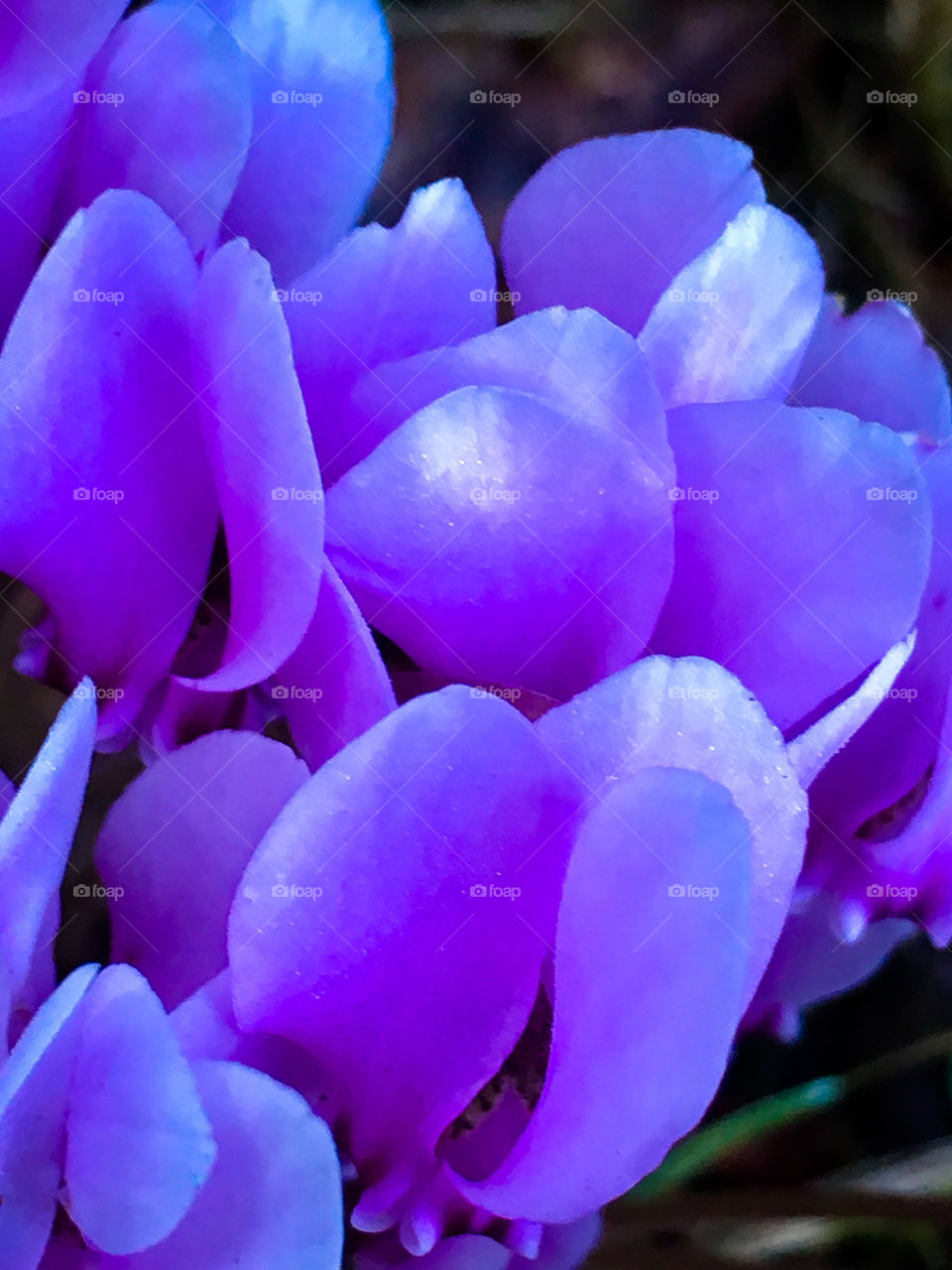 Soft Purple