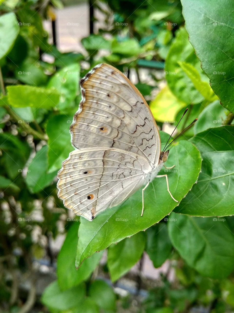 butterfly in the garden