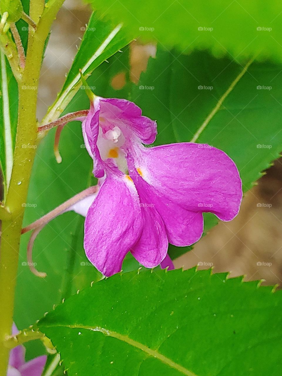 garden flowers captured