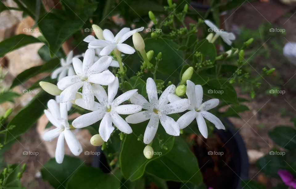 White flowers green leaves background