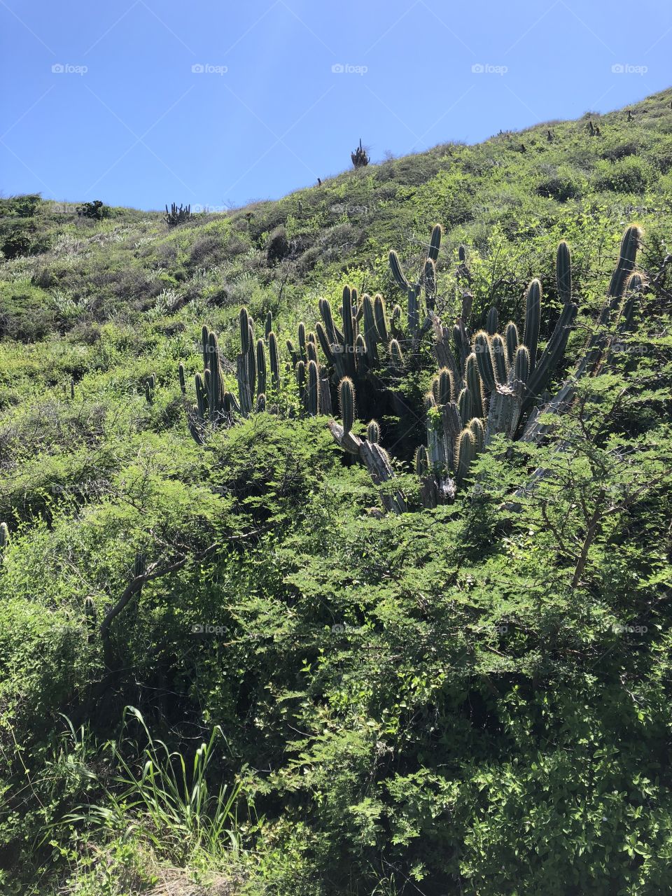 Cacti and blue sky