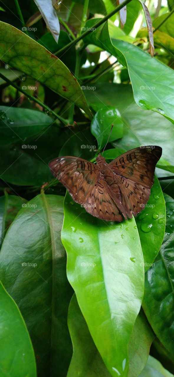 Euthalia aconthea common baron often referred to simply as baron is a medium-sized nymphalid butterfly
