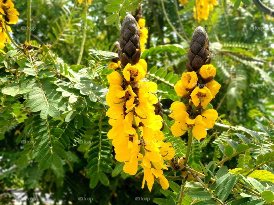 Flower#blossom#nature#plants