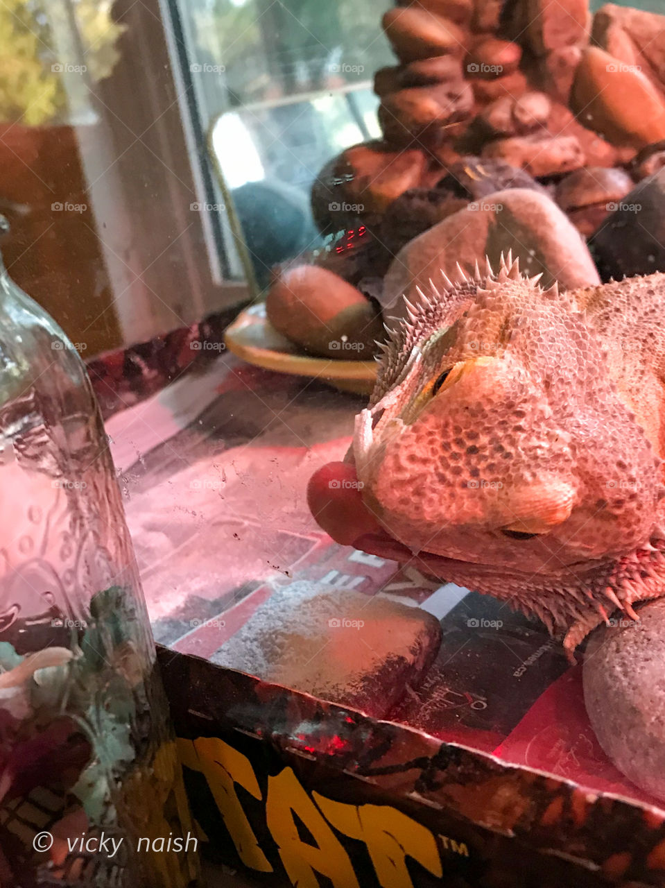 My dragon couldn’t wait for his worms so he tried to get them himself and kept banging his head at his terrarium glass. Guess he thought a strong headbutt would get through the glass & through the jar. Yes, he really loves his worms!