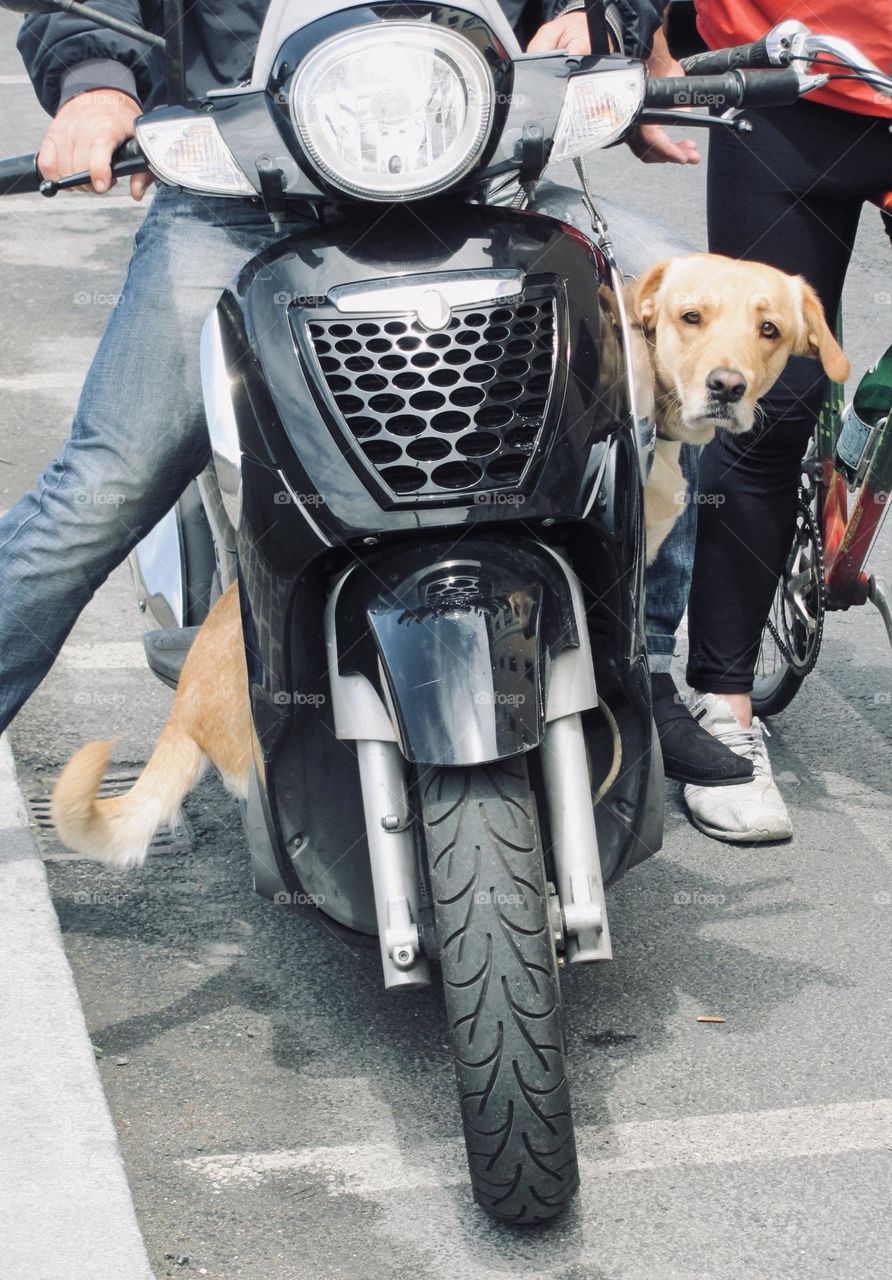 Dog riding on scooter 