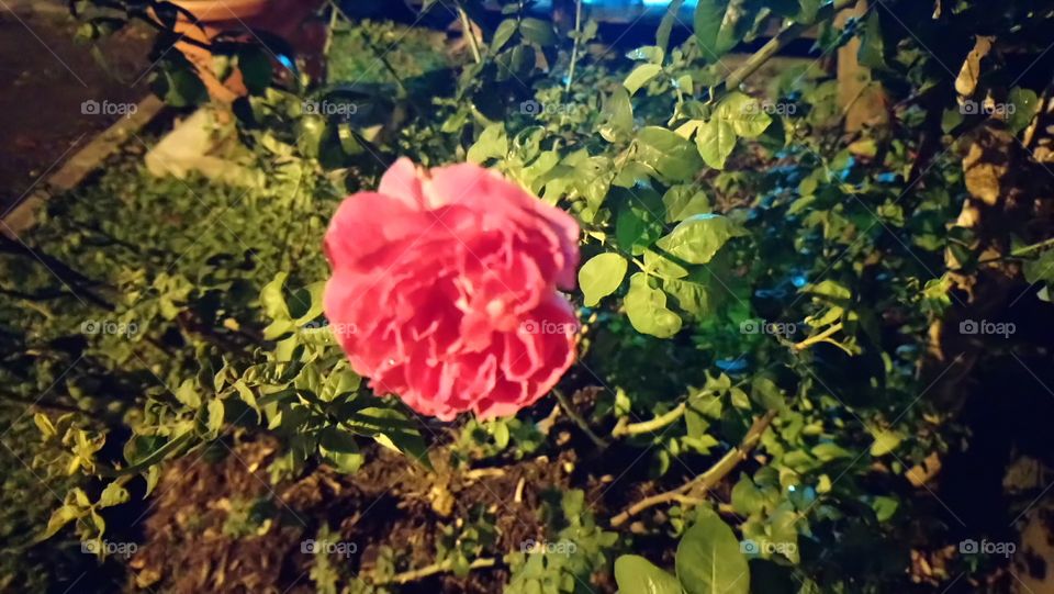 Lonely Flower At Night 