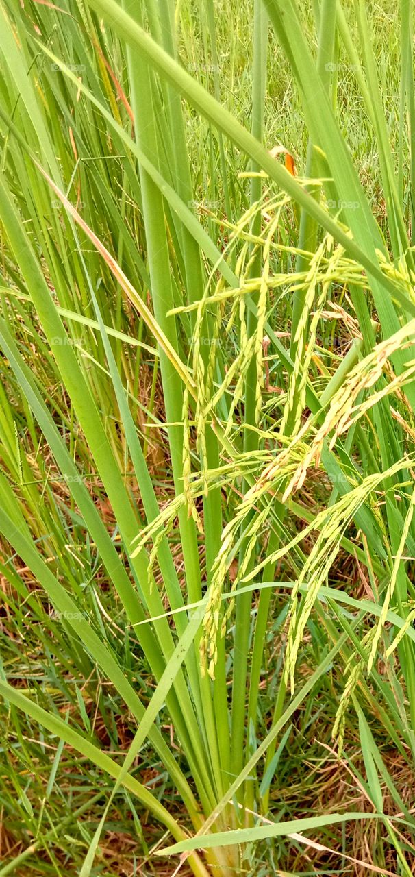 Rice plant