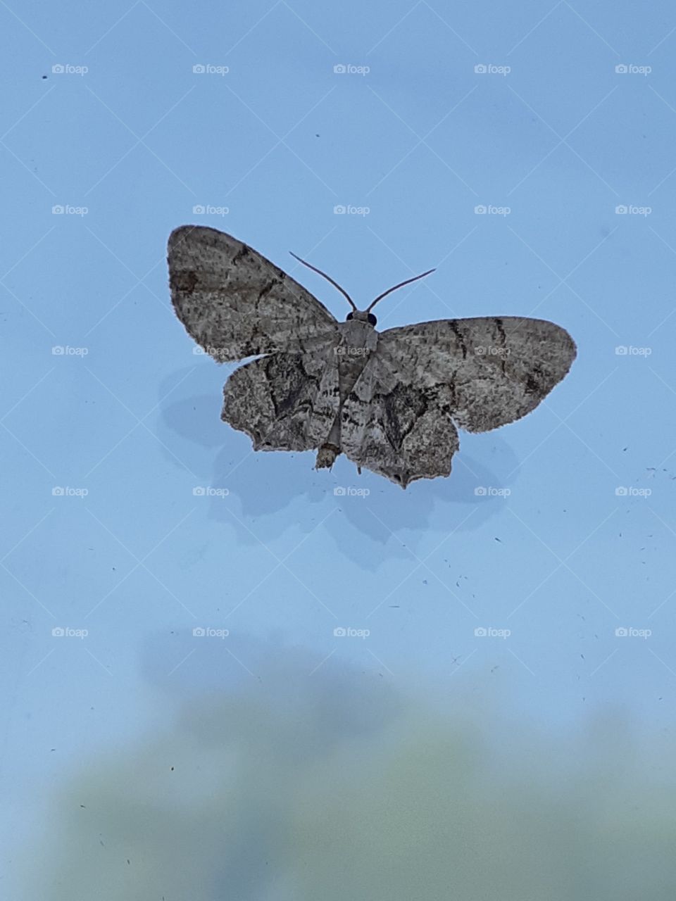 Wood Moth