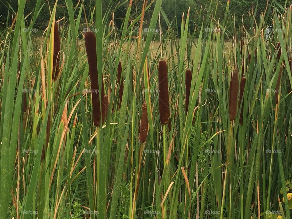 Cattails 