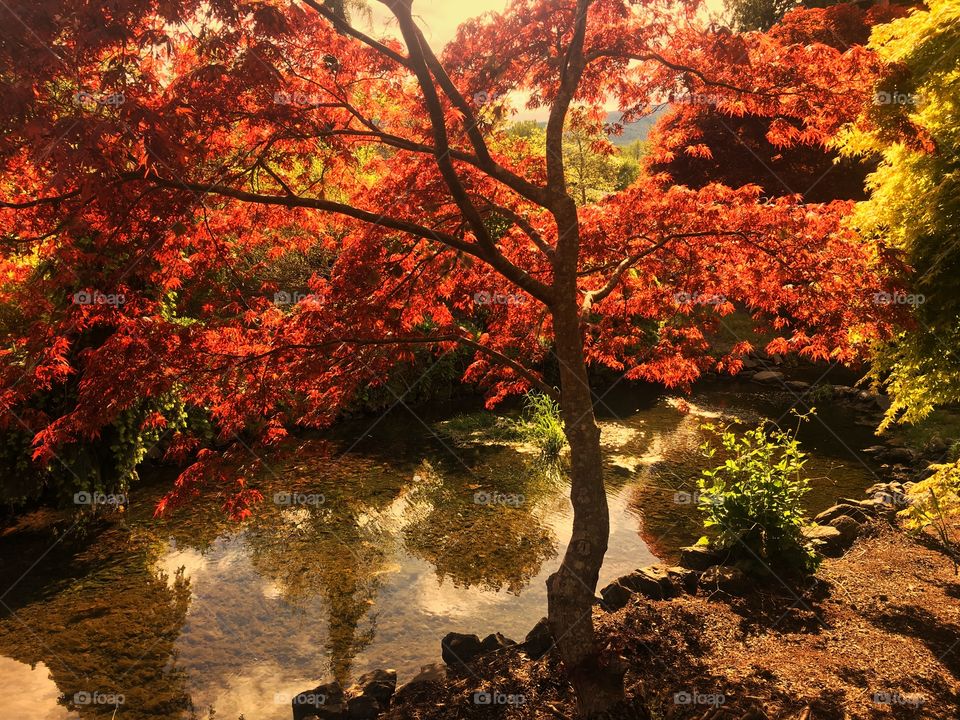Maple Tree Reflection 
