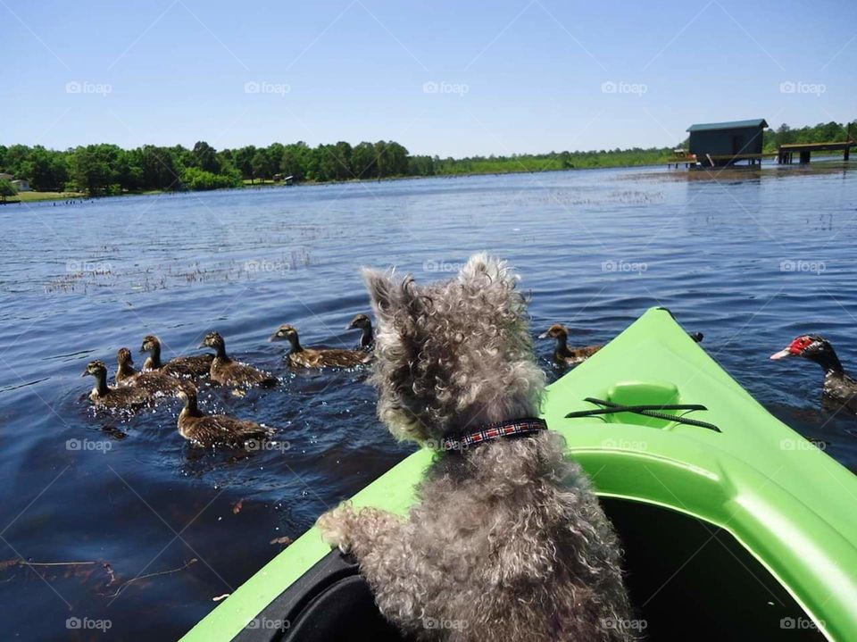 kayaking with dog