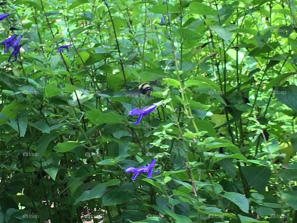 Bumble Bee and Wild Flowers 