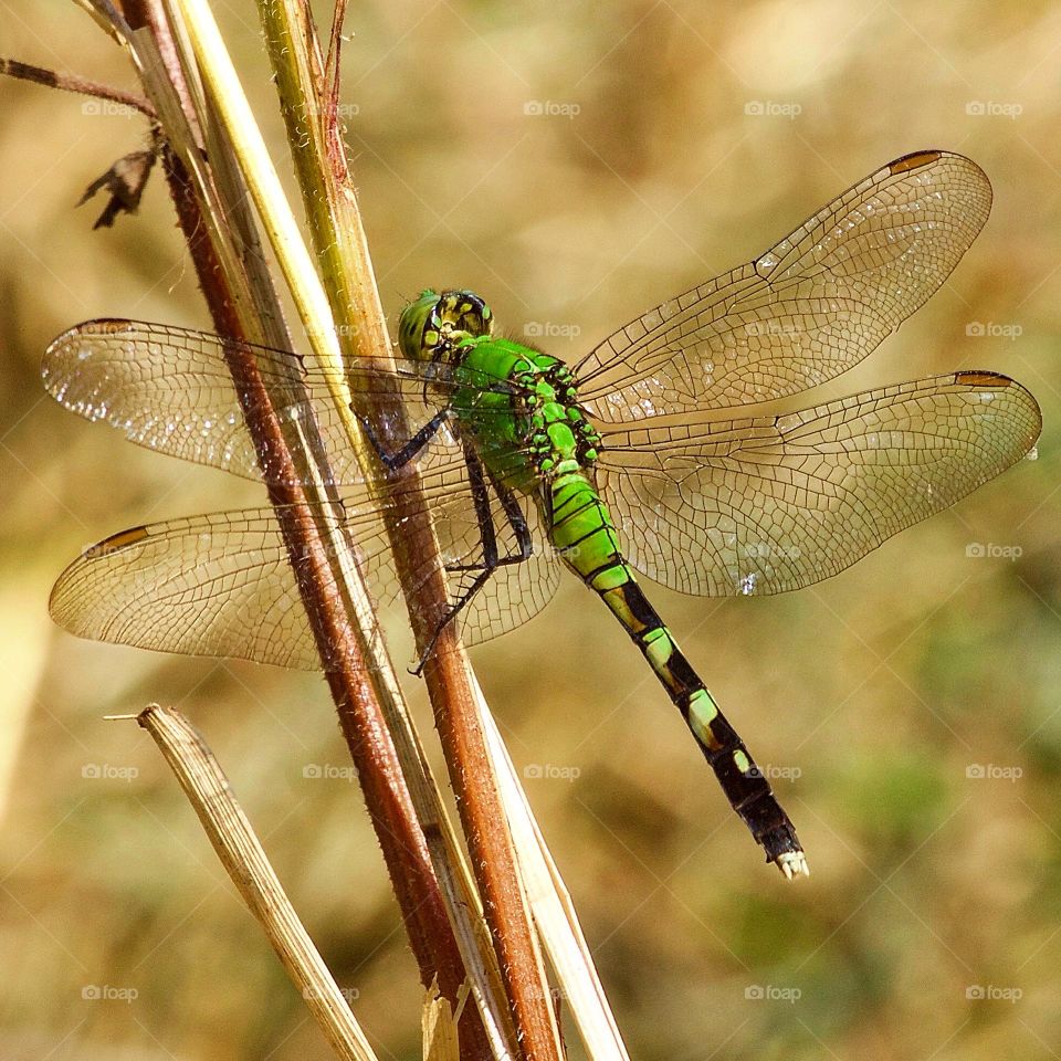 Close-up of a green dragonfly