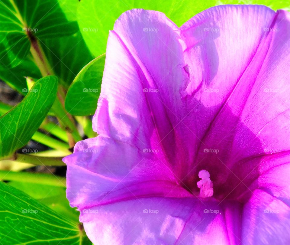 Pretty violet flower at the beach 
