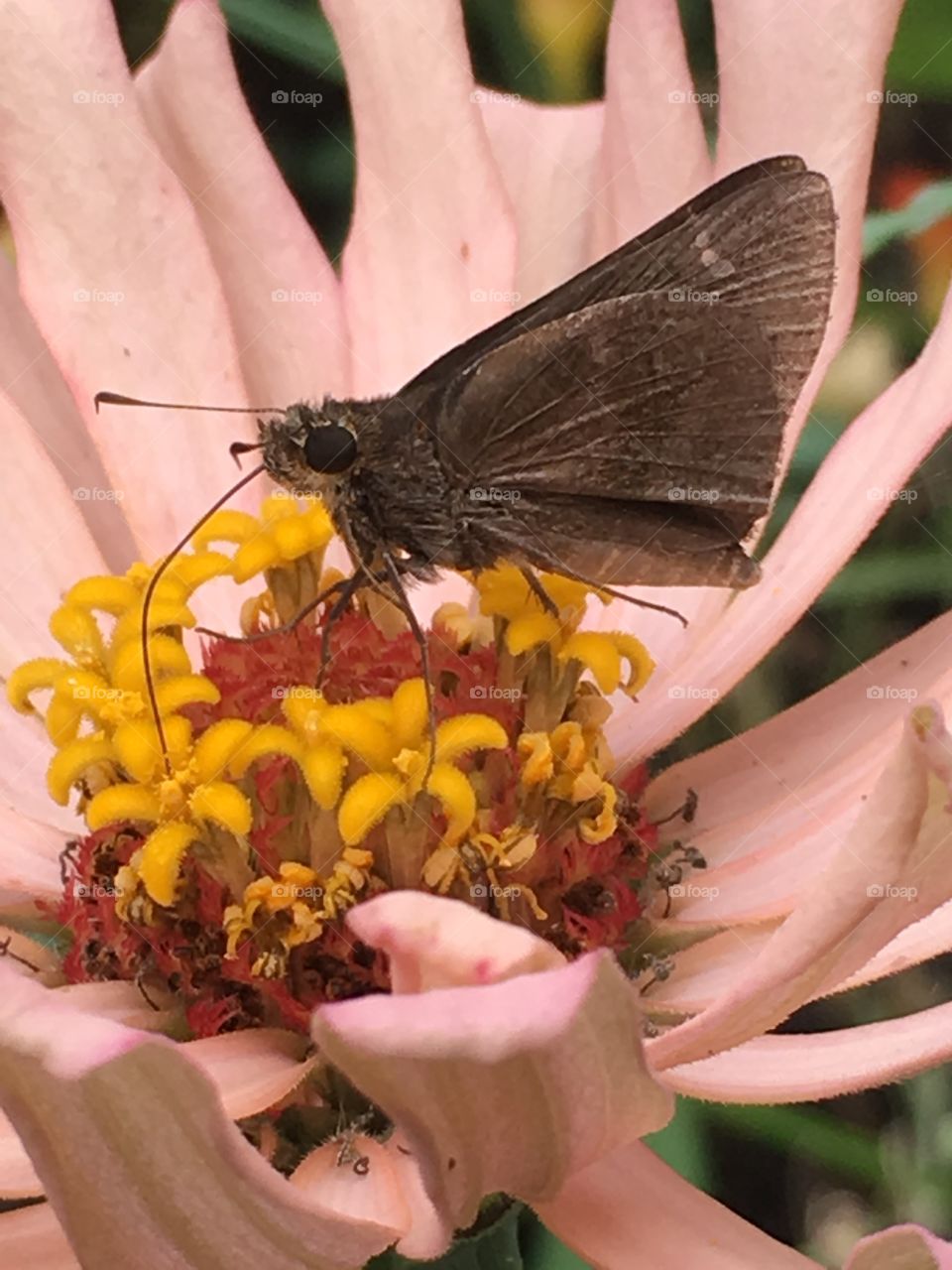 Lunch on a Zinnia