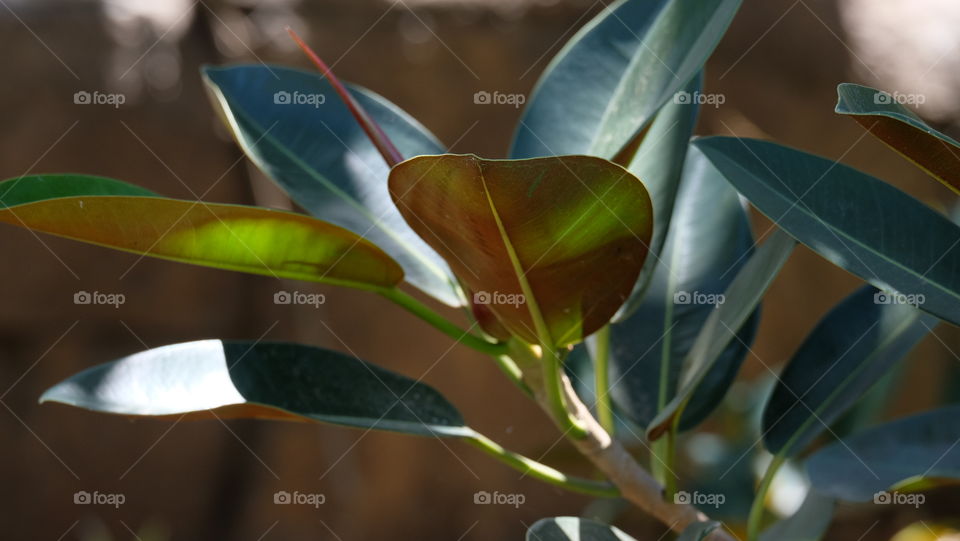 Rubber plant