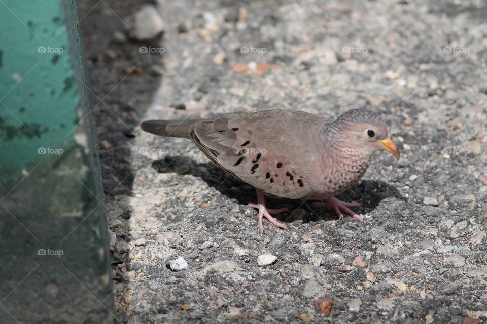 Aruban pigeon  