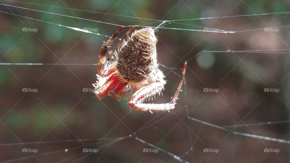 Spider, Nature, Insect, Arachnid, Spiderweb