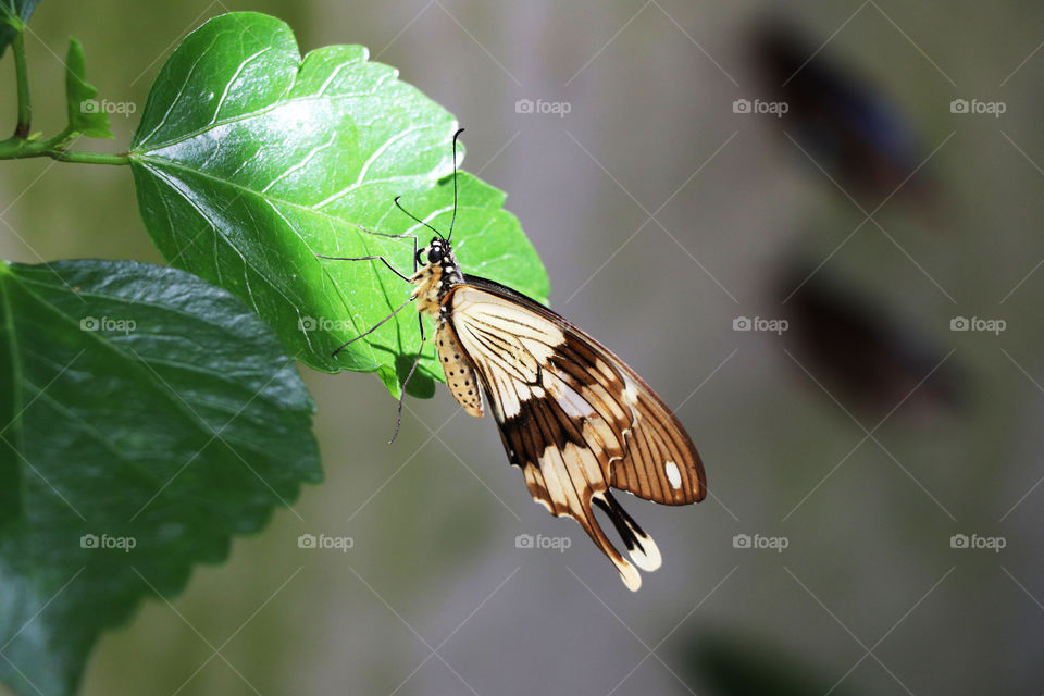 Butterfly sitting on a leaf