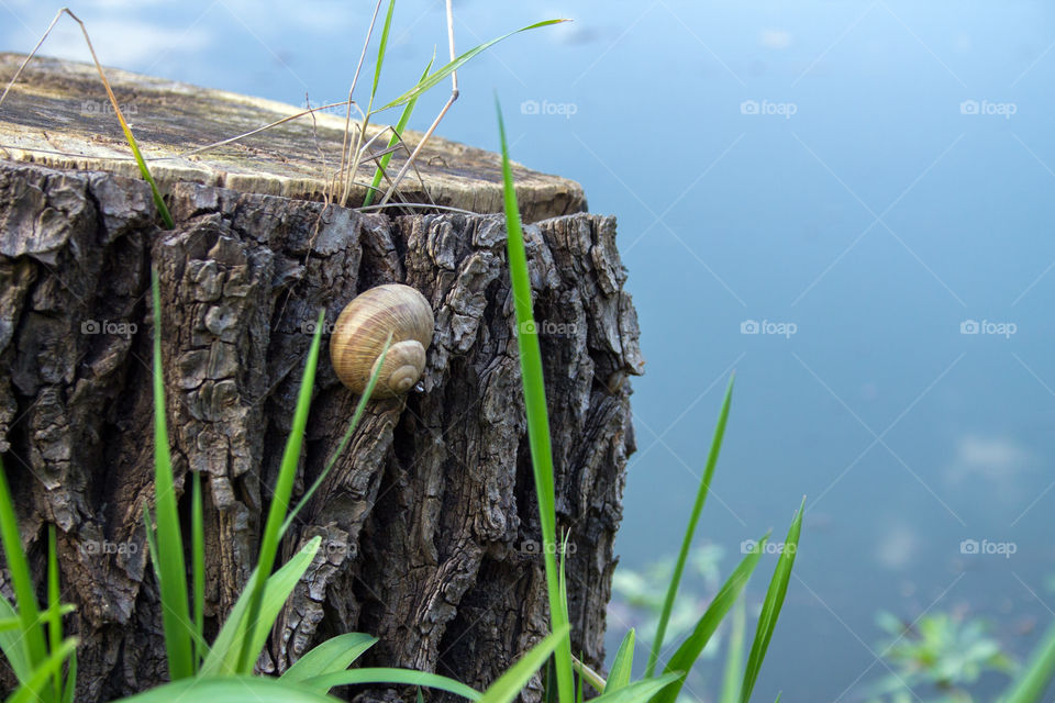 a snail on the