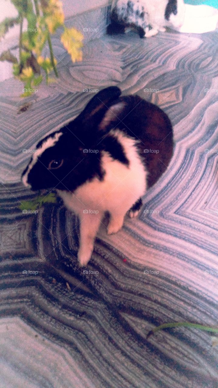 Rabbit accounts for UP India