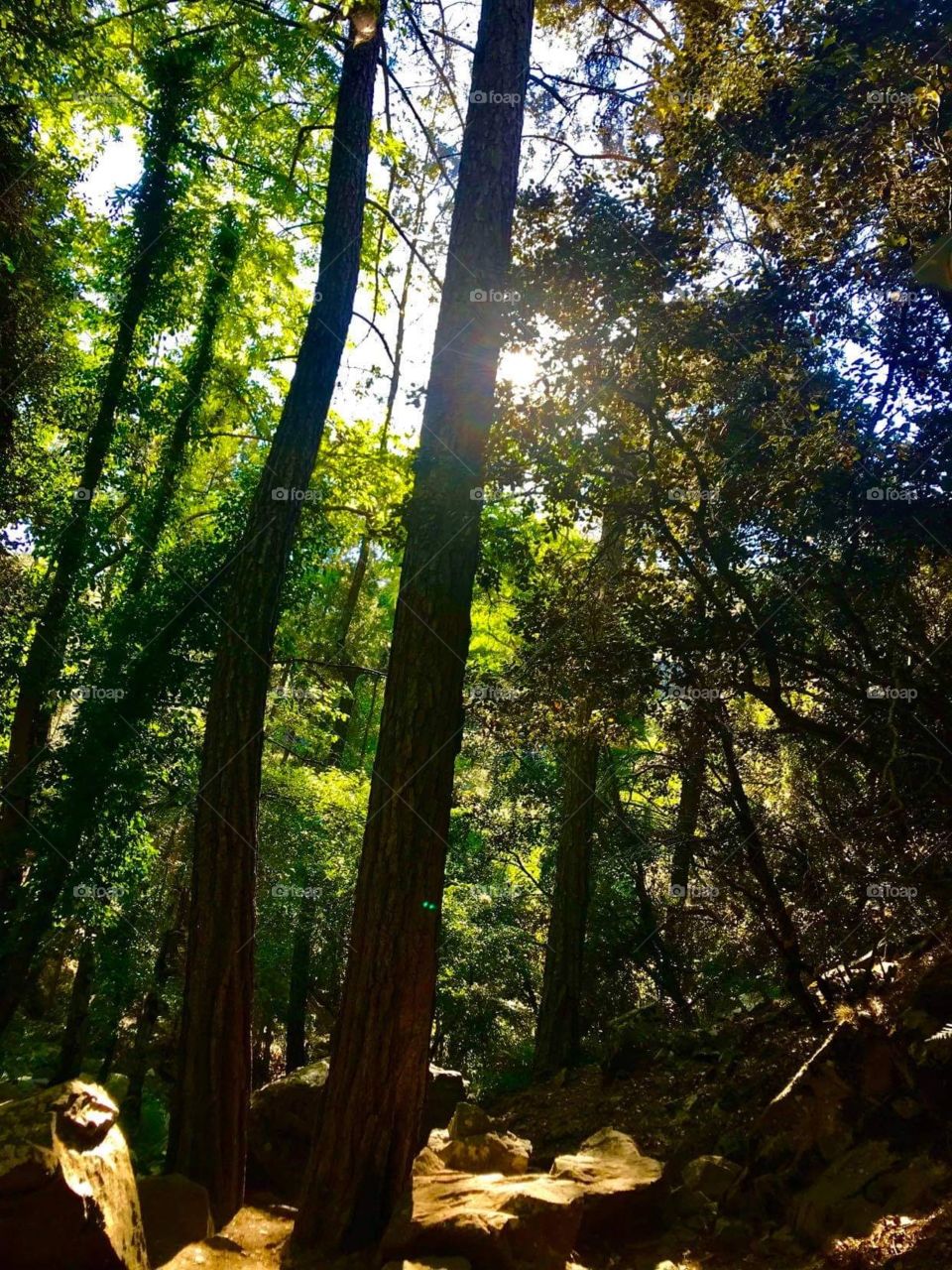 Forest Waterfall Kalidonia Kakopetria 2020