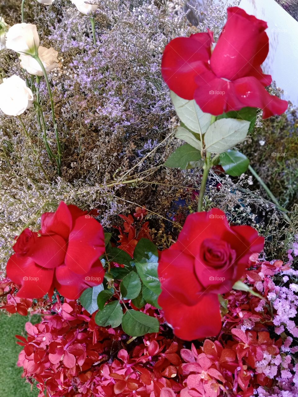 Beautiful red roses