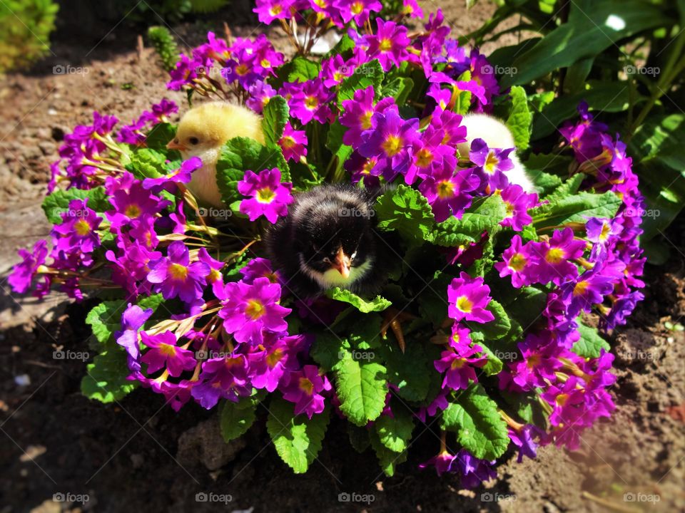 baby chicks in flowers