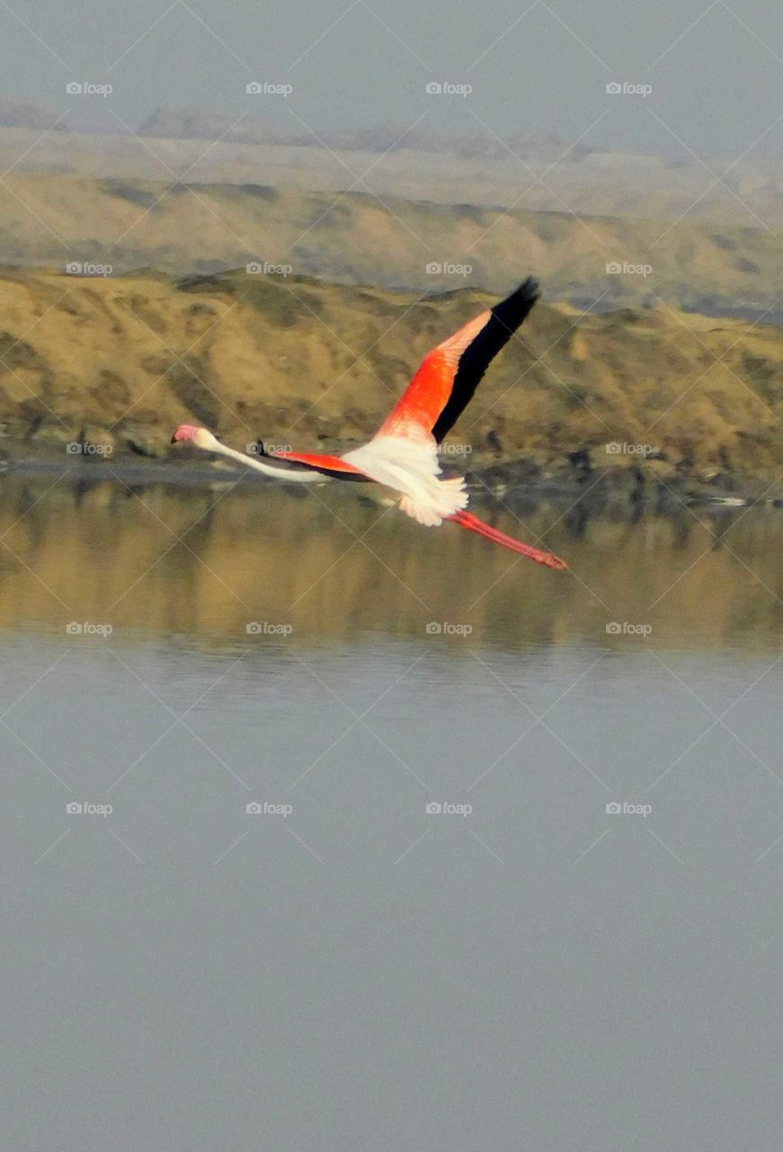 flying flamingo