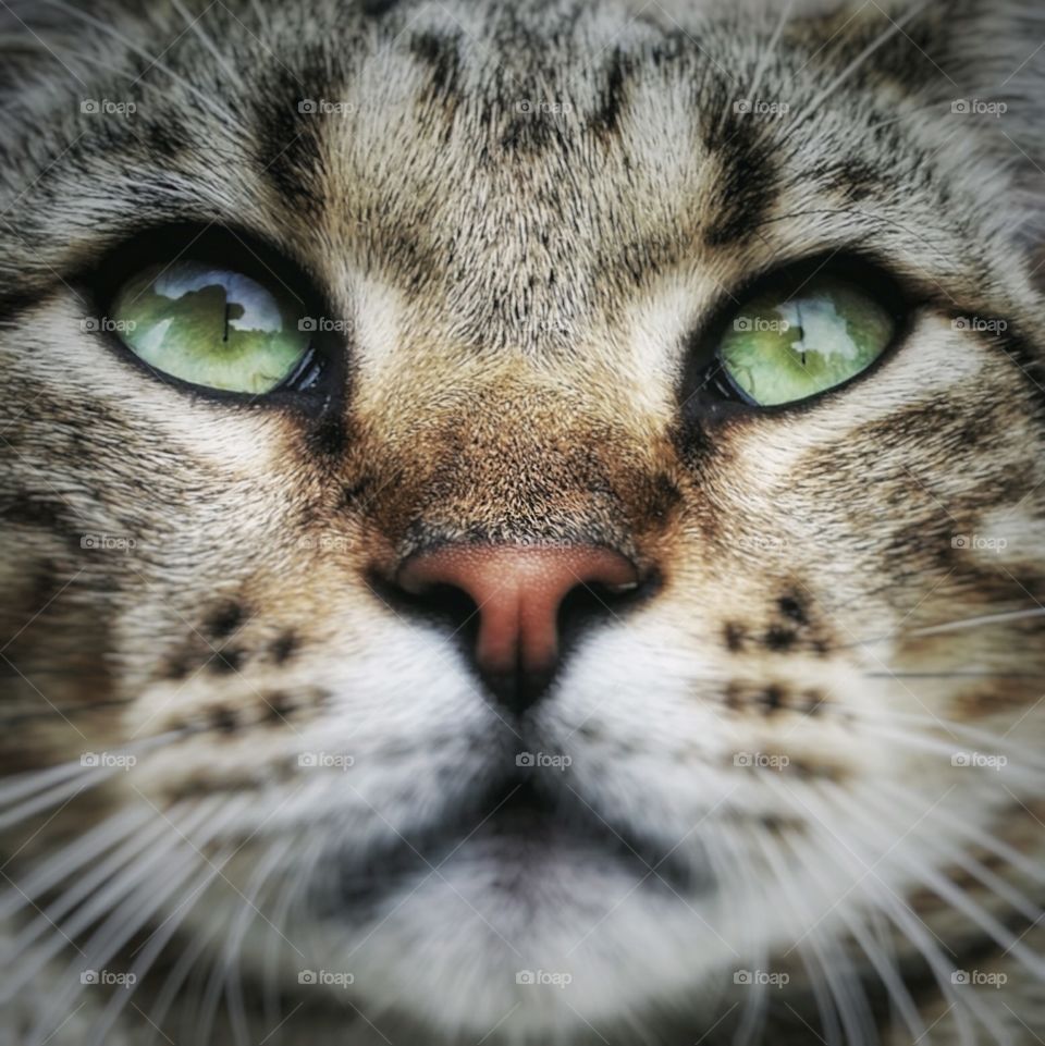 Tabby cat with an orange nose and green eyes closeup