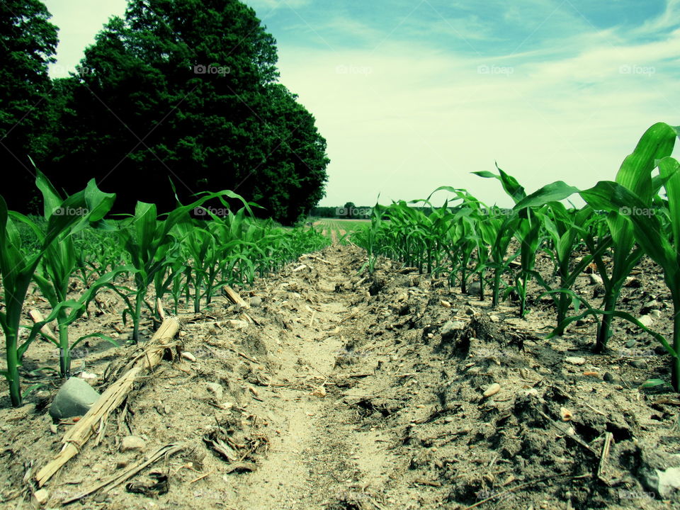 Corn field 