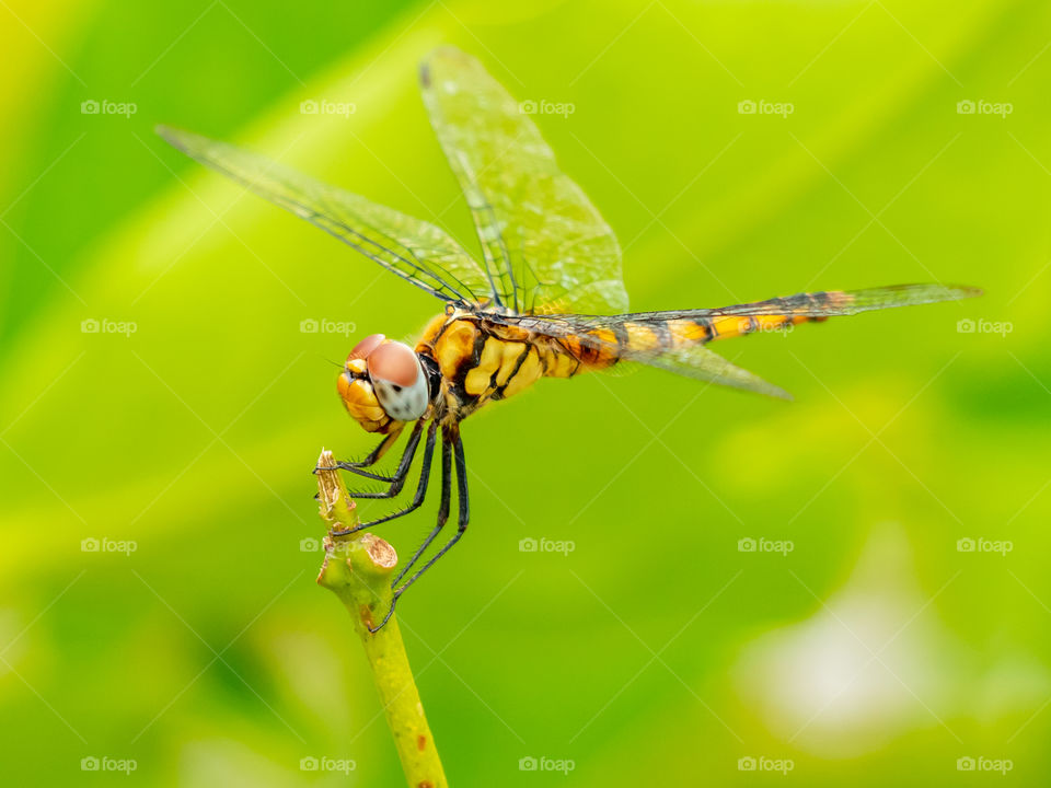 Beautiful Dragonfly