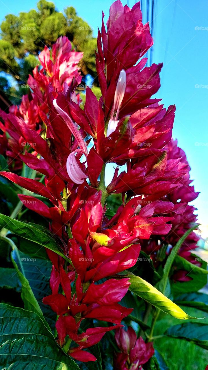 Uma planta florida, de vermelho intenso, enfeitando a calçada e despertando olhares dos passantes.