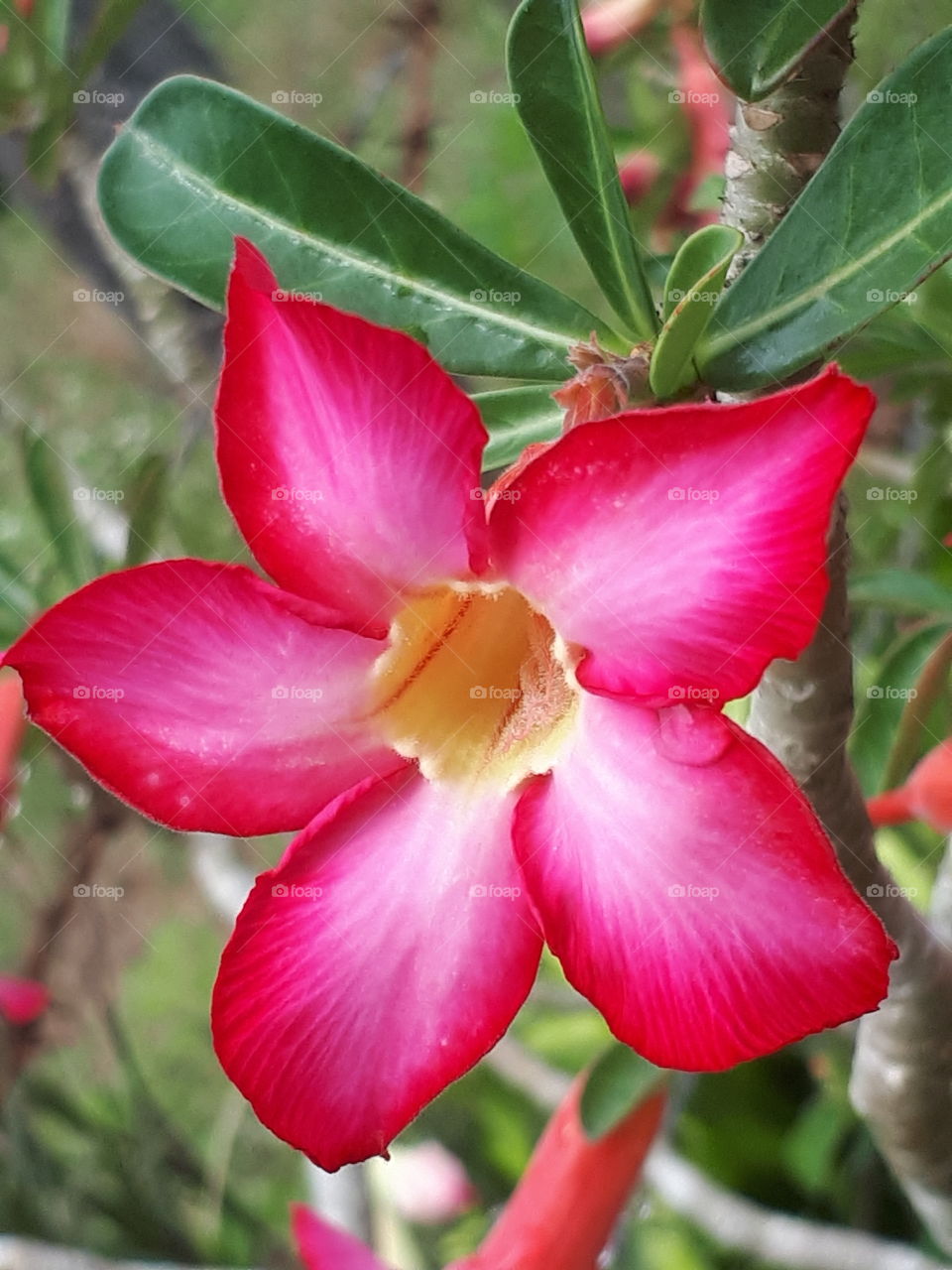 Close up of desert rose flower
