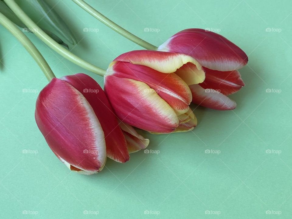 Beautiful tulips