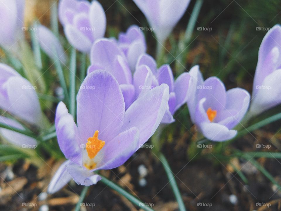 Crocus flower spring blossom 