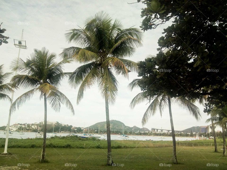 A Praia e as Palmeiras