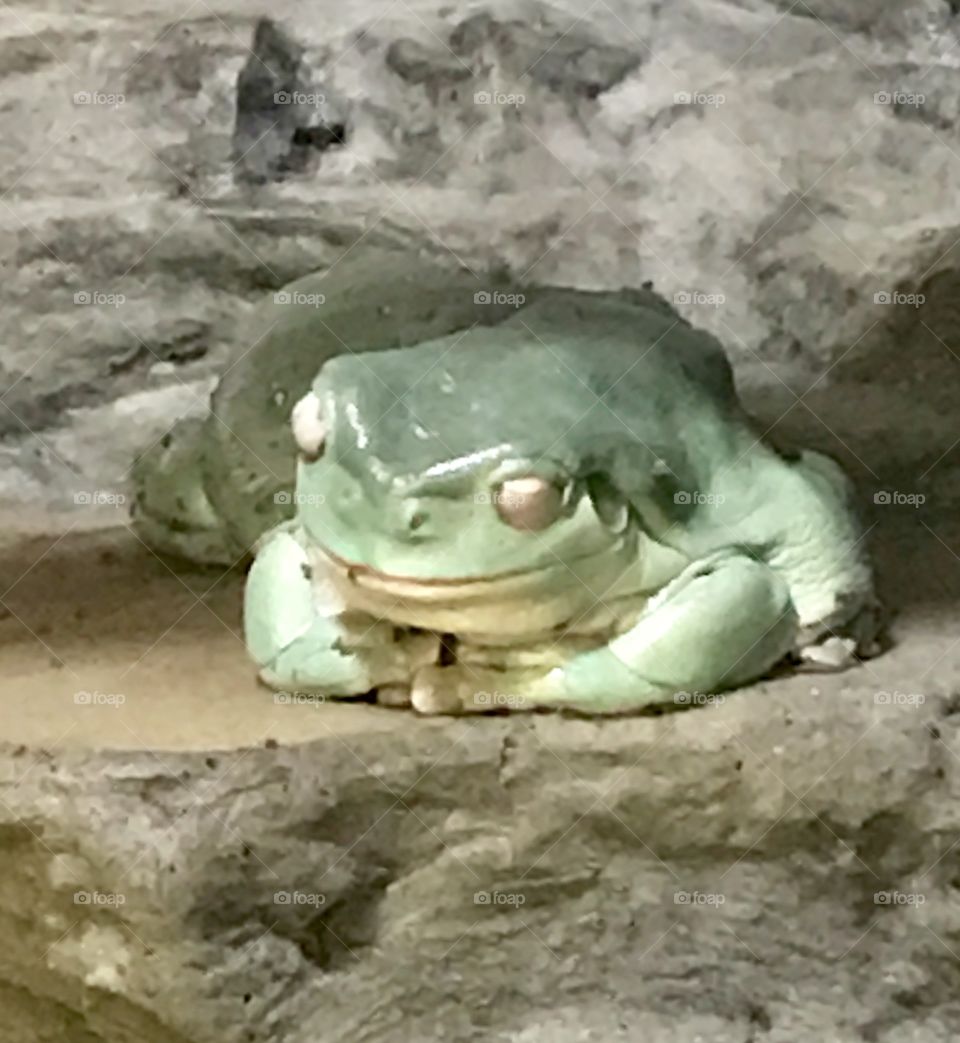White's frog
