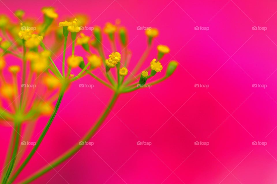 Mscro Blume mit rosa Hintergrund