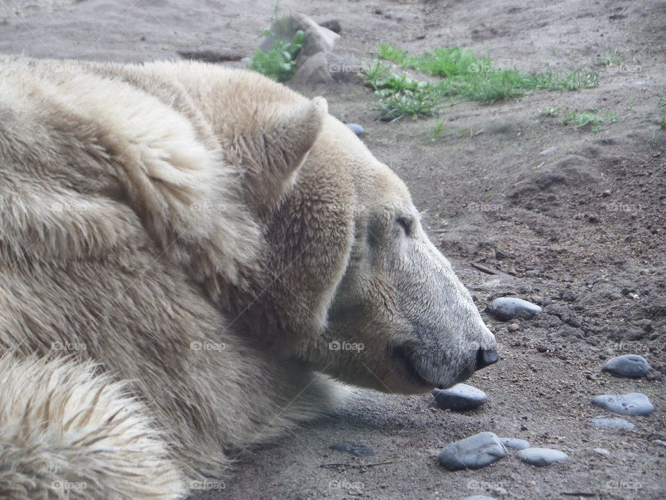 Polar bear. Polar bear resting.