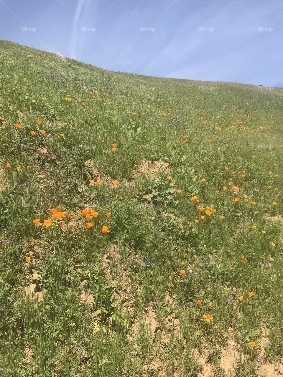 California poppy hillside 