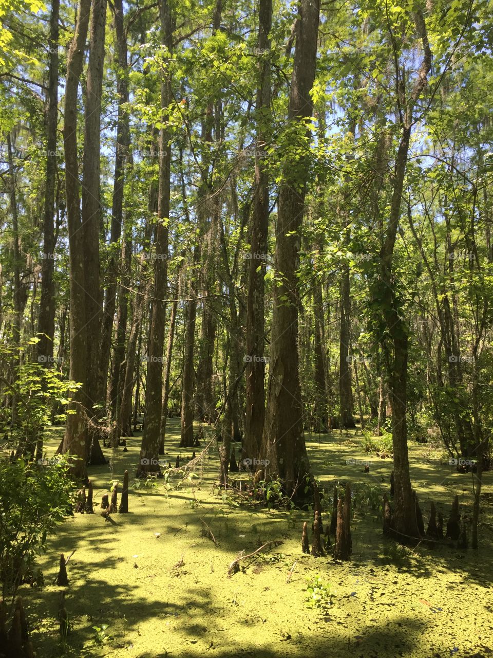 Hiking in the Bayou of New Orleans 