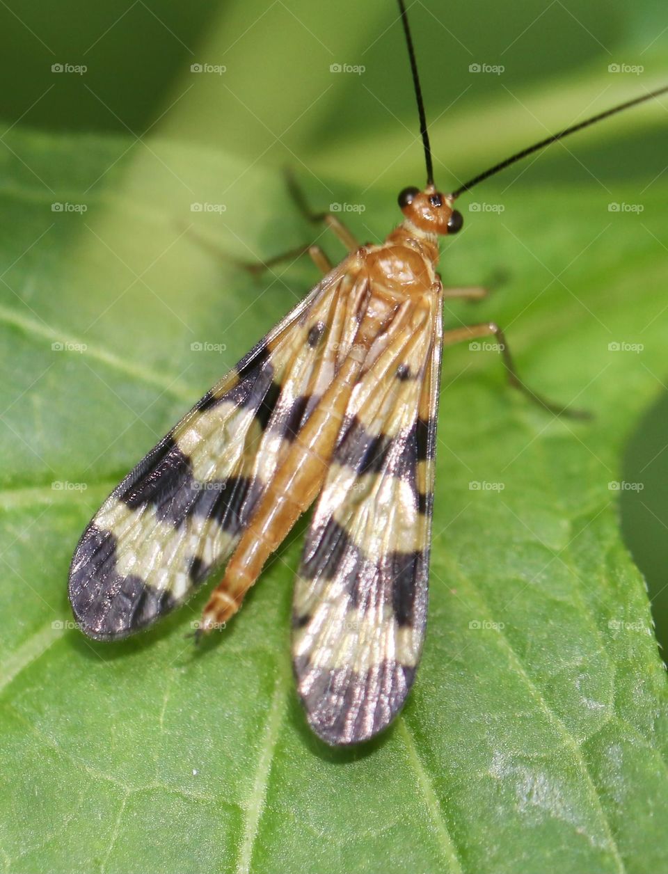 Beige and dark brown winged flying insect 