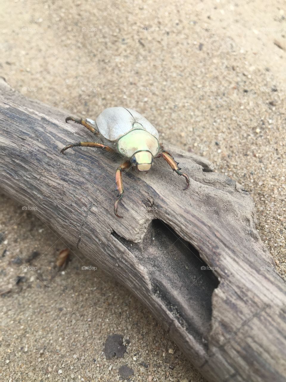 Just a beetle in nature 