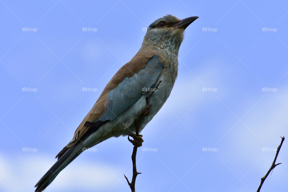 A beautifully coloured bird. Brown Coat. Blue Sleeves. Nice Scarf