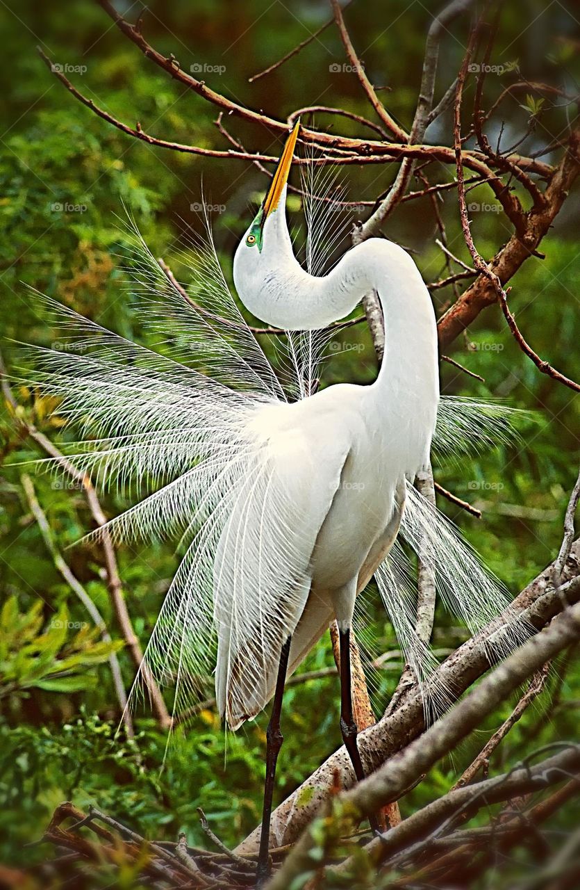 A Great Egret in full display at the Florida Everglades.