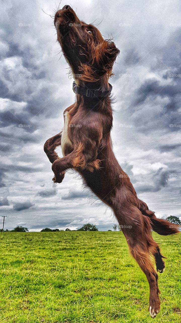 Springing Sprocker (Coco)